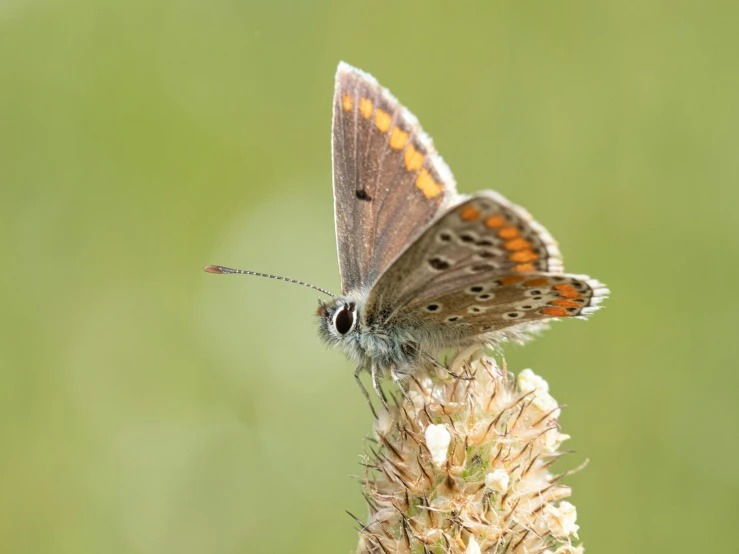 a brown and orange erfly on a white flower