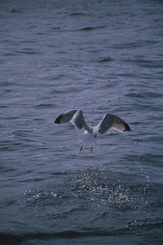 a seagull landing on top of a body of water