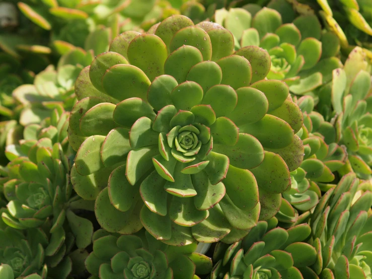 a very close up s of the green flower