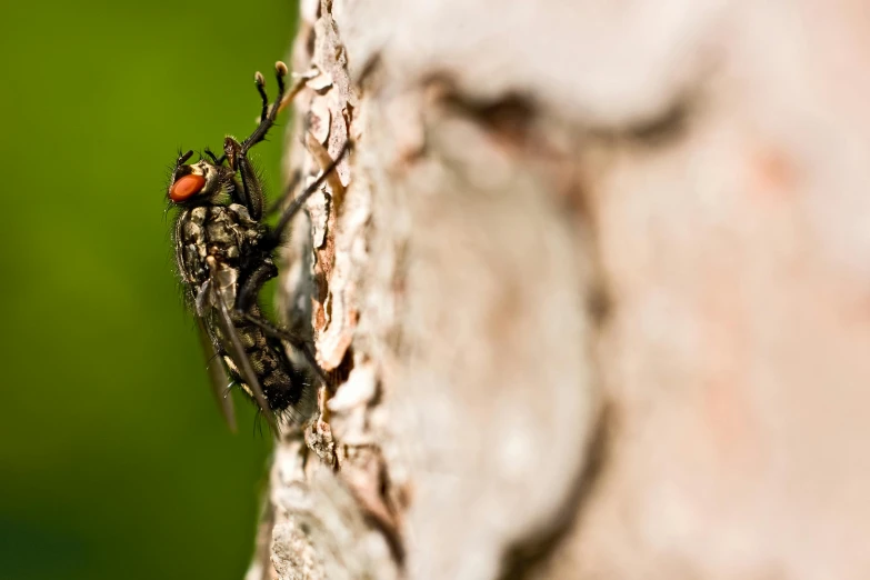 close up of a bug on a tree