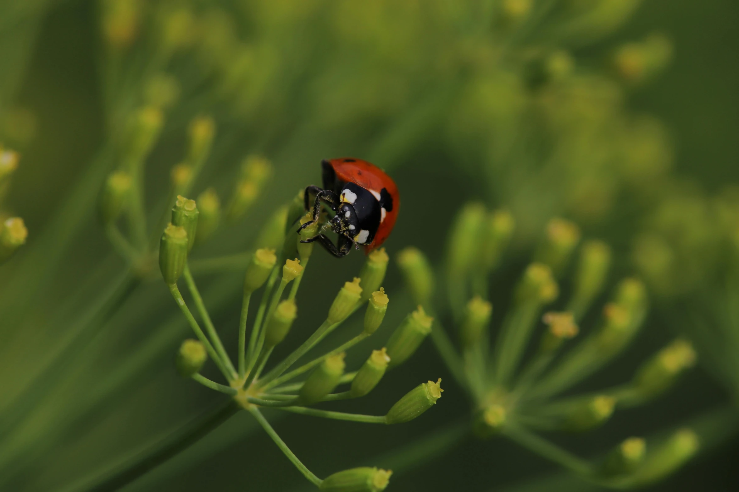 a red and black bug is on some green leaves