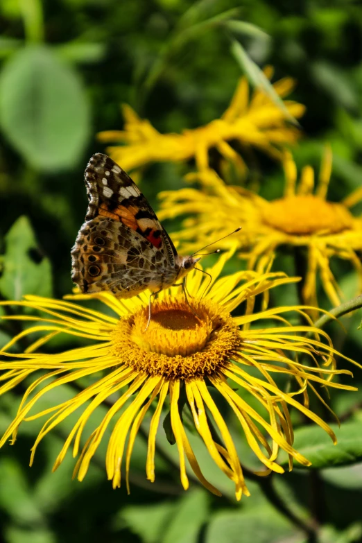 a small erfly is on top of a yellow flower