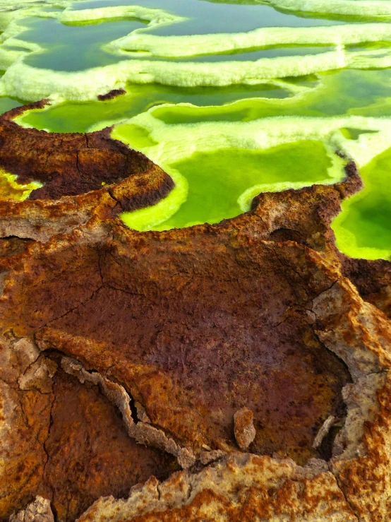 the green algae is growing on the rocks