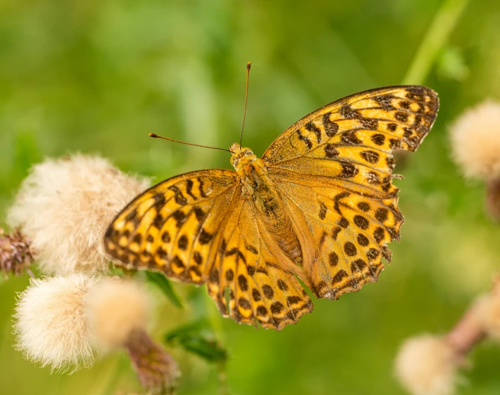 the erflies are resting on the flower