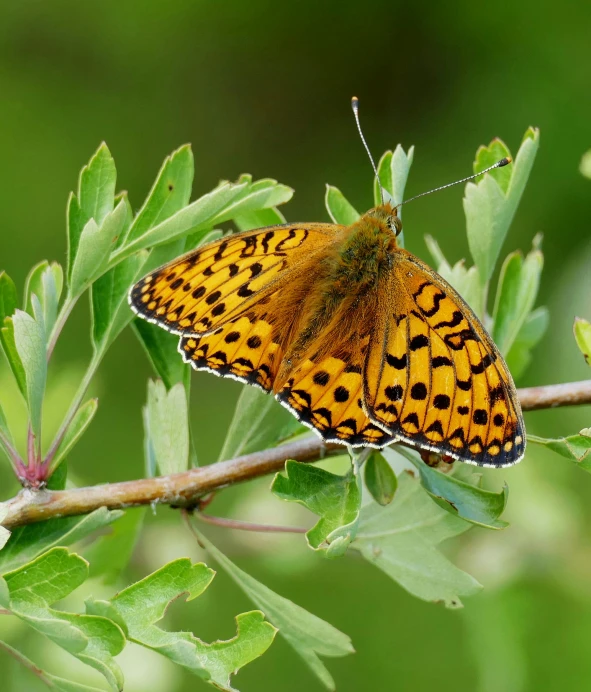 an orange and yellow erfly sitting on a leafy nch