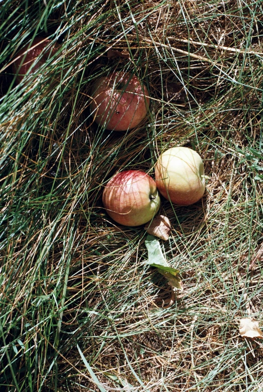 two apples are seen sitting in the grass