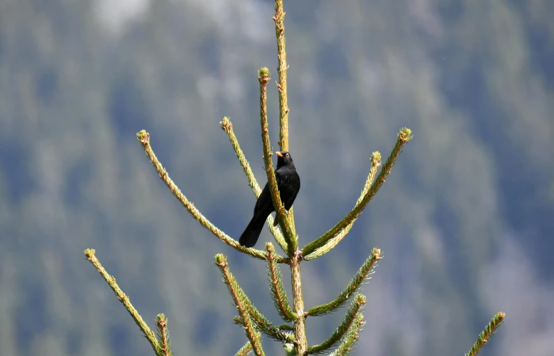 a black bird perches on top of a pine tree