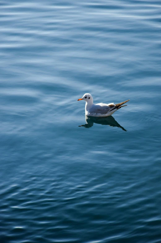 the small white bird is floating on the water