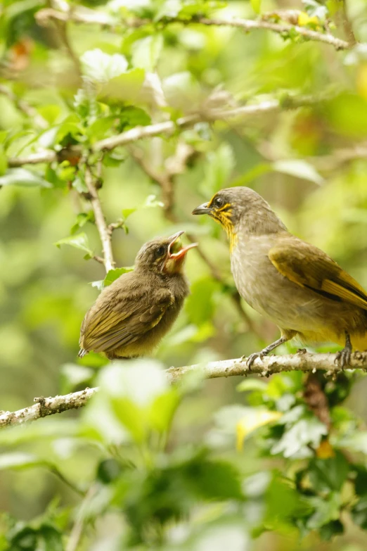 two birds on a tree nch with leaves and plants