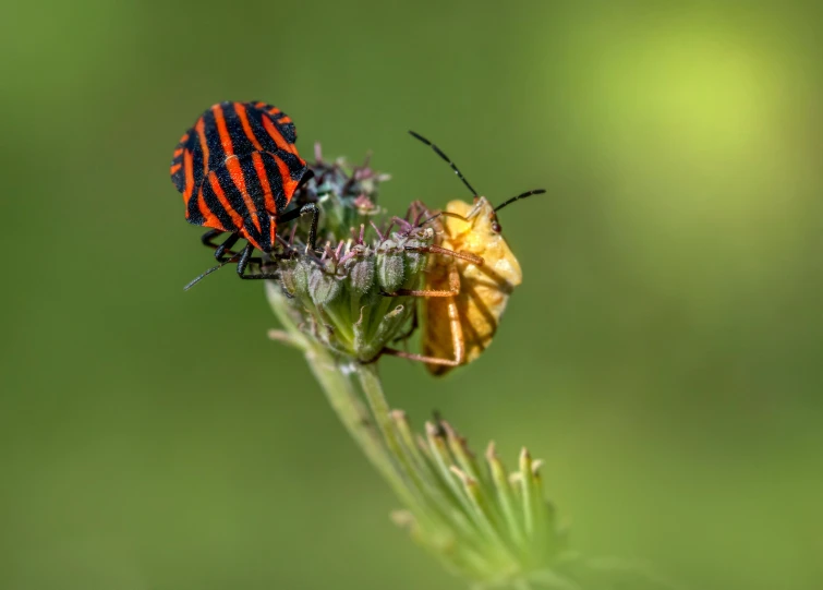 a orange and black bug sitting on top of a flower