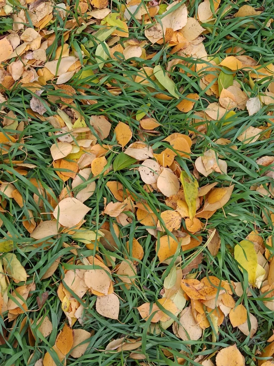 leaves on the grass are falling and green