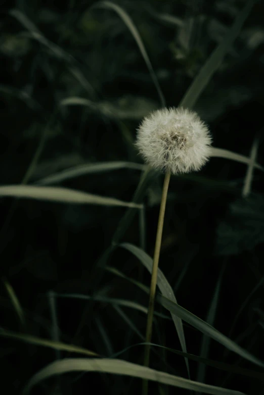 a dandelion in a field of tall grass