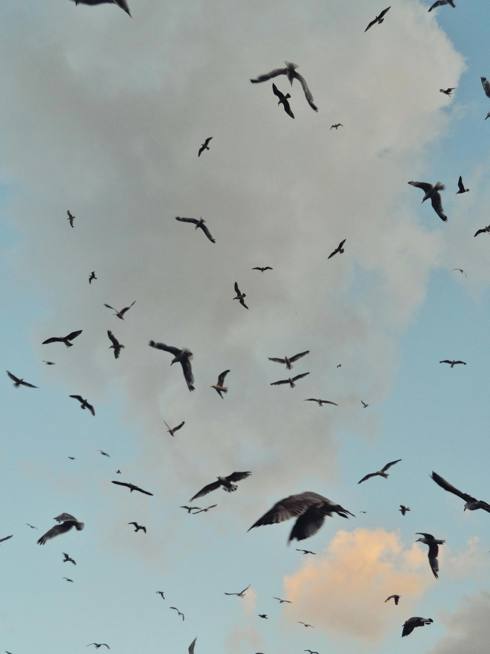 several large birds are flying in the sky