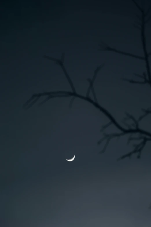 the moon, with the venus conjunction visible, is partially obscured by the nches of a tree