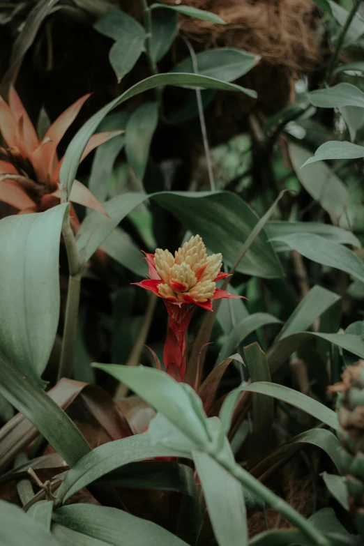 red and yellow flower on a stalk surrounded by green leaves