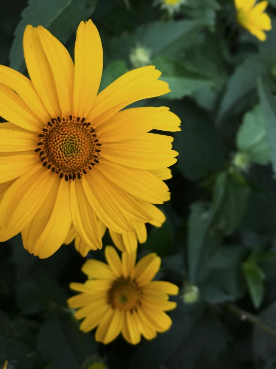 large yellow flower in front of greenery