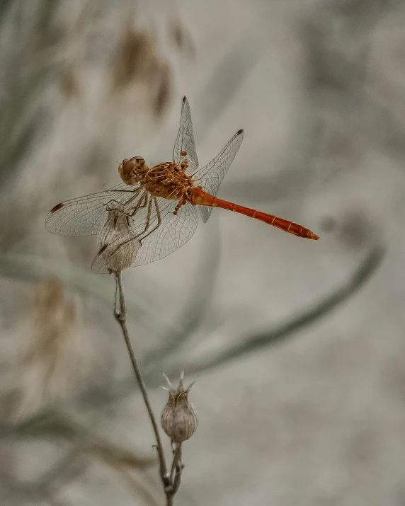 a small orange dragon sitting on top of a plant