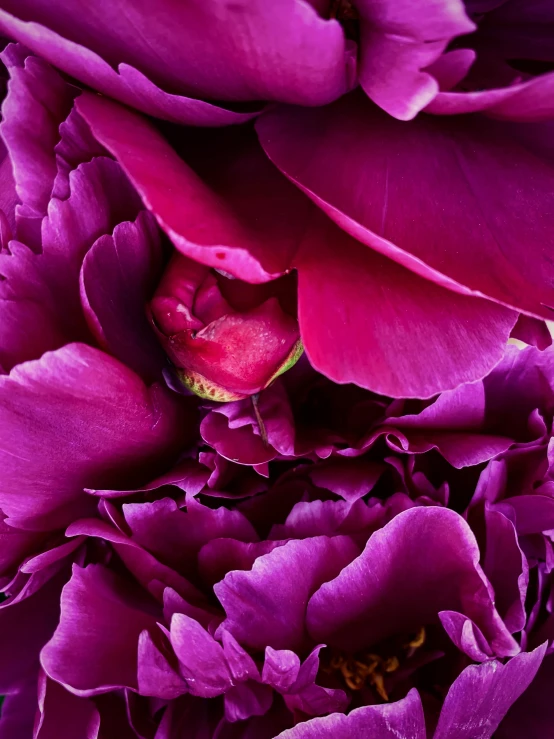 a purple flower in the middle of some petals