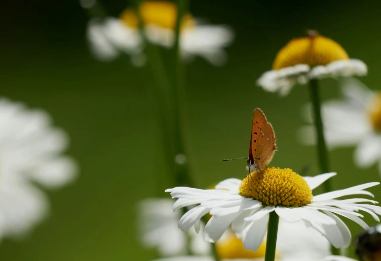 the small erfly is sitting on top of the daisy