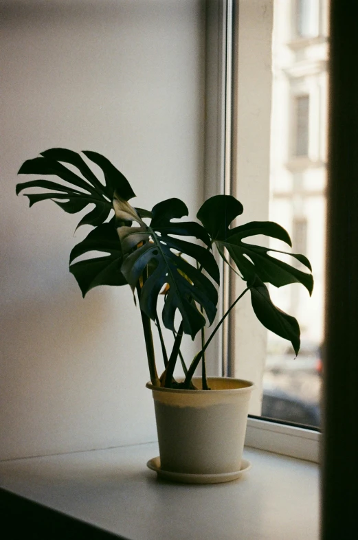 a plant in a white pot sitting on a ledge near a window