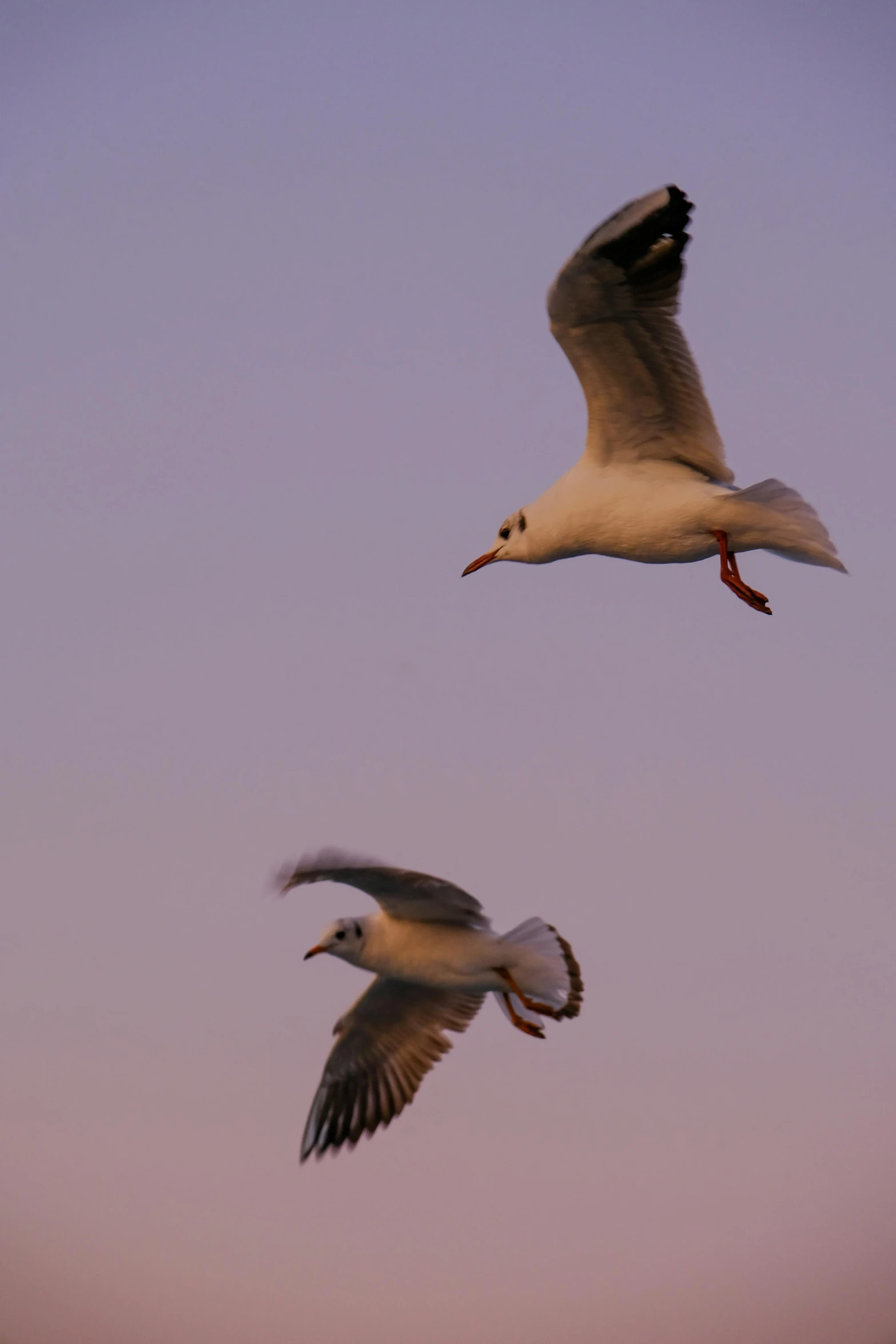 two birds fly through the blue sky while one is flying