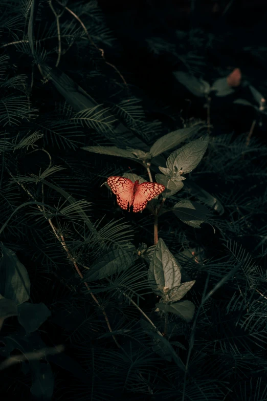 a red erfly sitting on top of a leaf covered plant