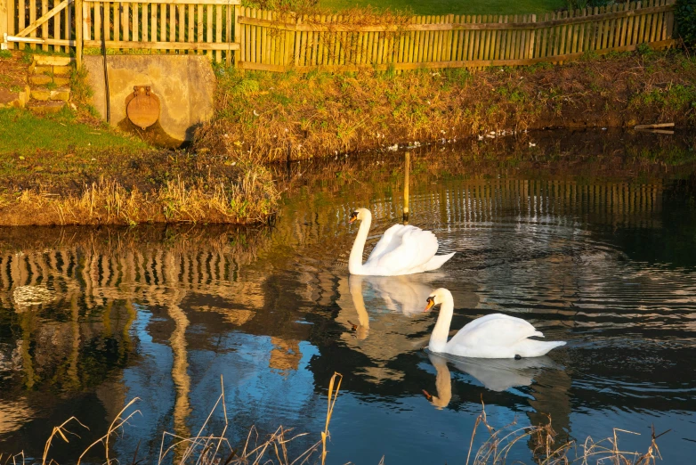 two swans swimming in water next to small wooden structure