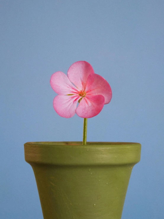 a pink flower is in a green pot