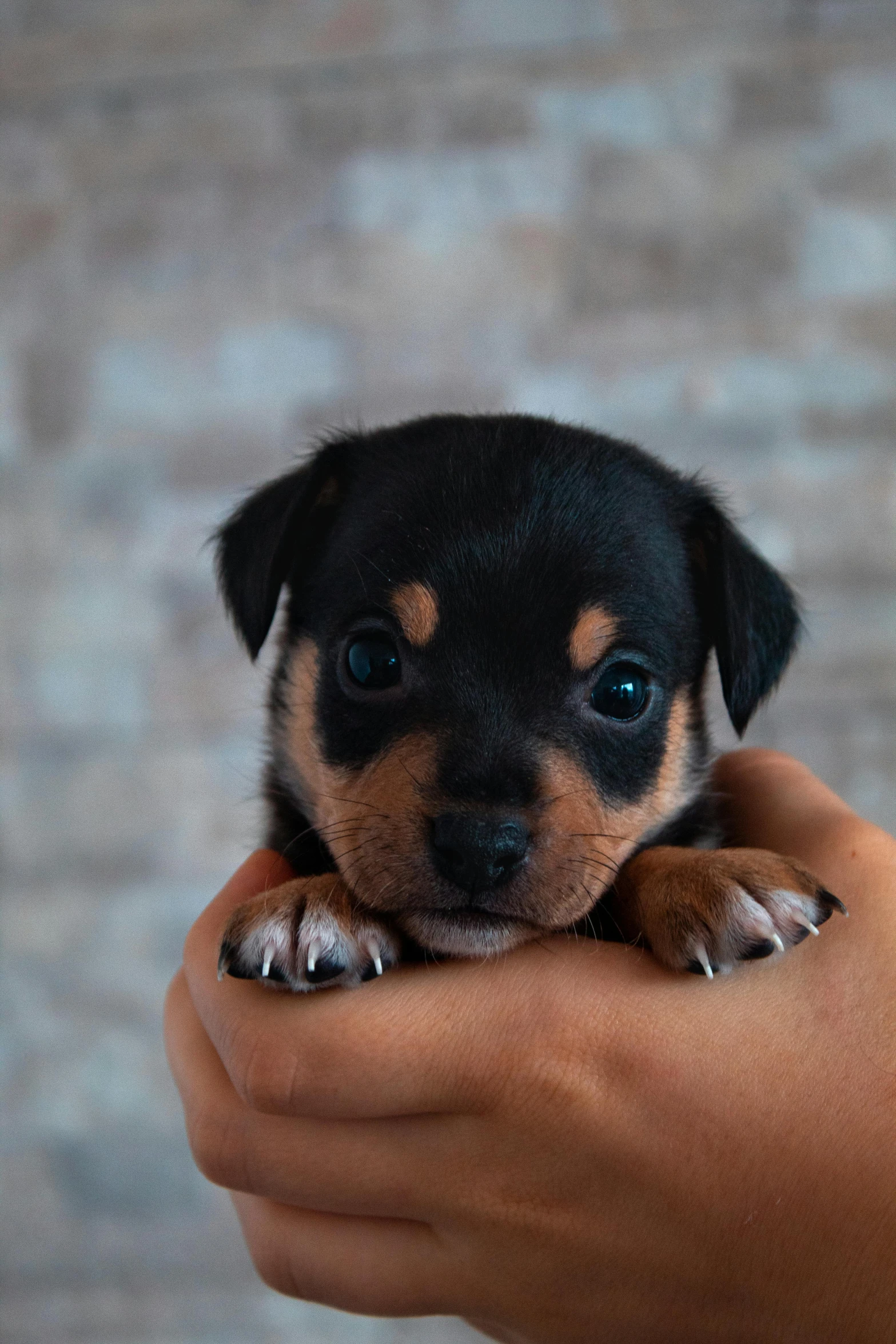 small black and tan puppy laying down on someone's hand