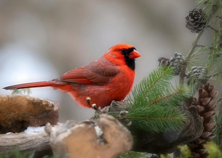 the red cardinal is perched on top of a pine tree