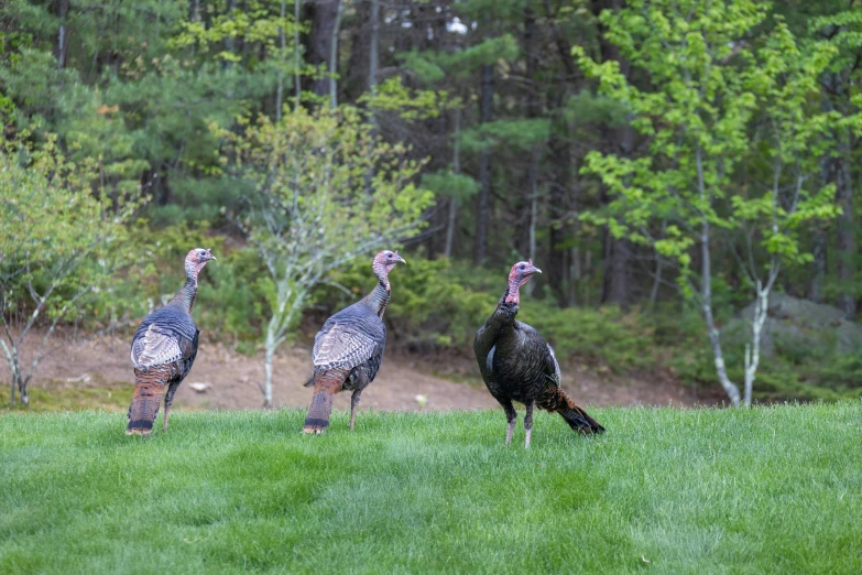 three birds standing on a grassy slope near trees