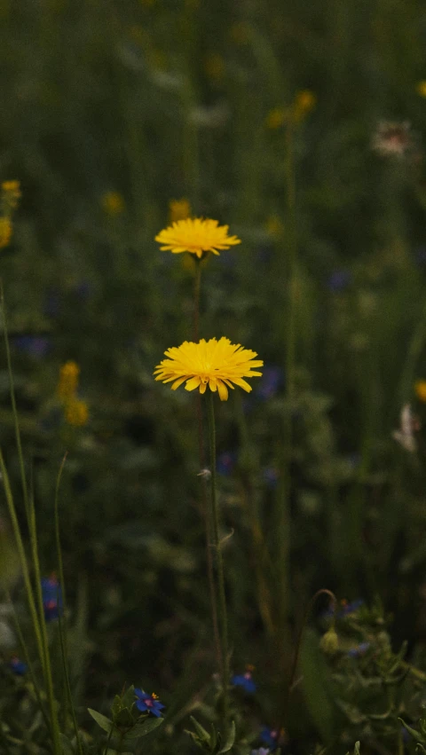 some yellow flowers in the grass near bushes