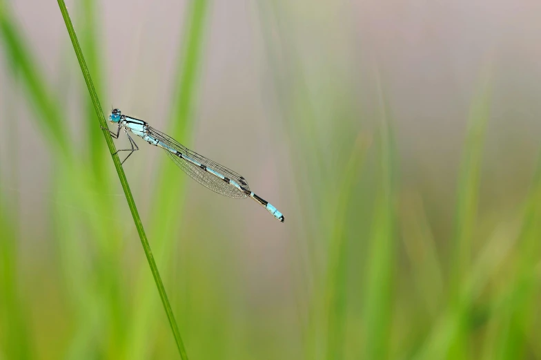 a small blue dragon sitting on top of a green plant