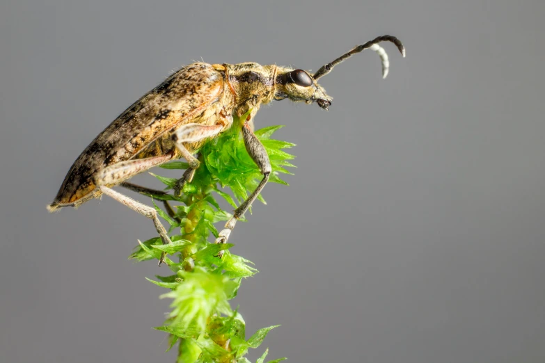 a bug on top of a green plant with gray background