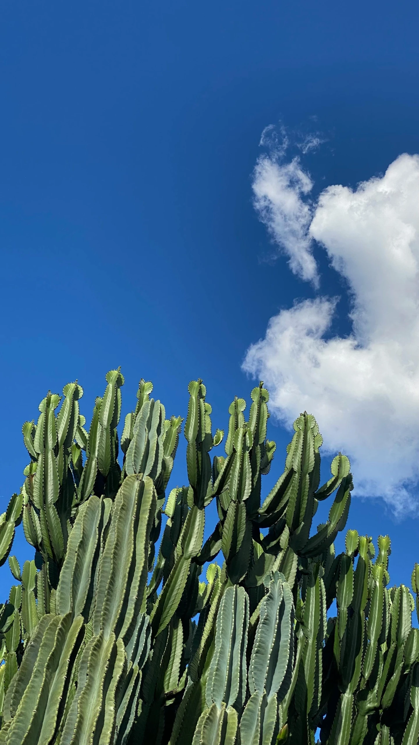 large cactus with cactus leaves and a blue sky with a few clouds in the background