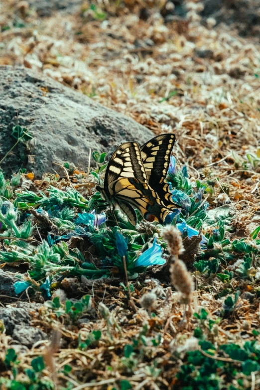 a yellow erfly is sitting on the ground