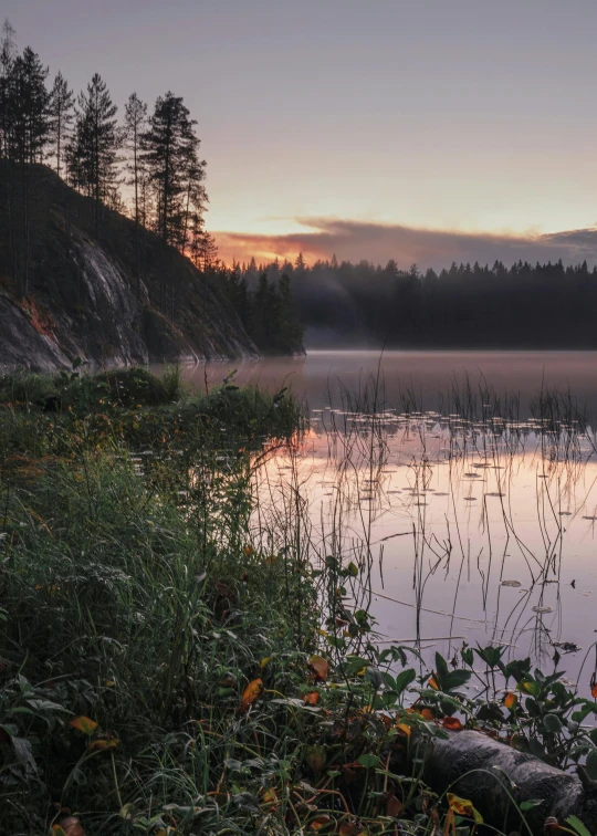 a calm lake with flowers growing on the bank and trees in the background