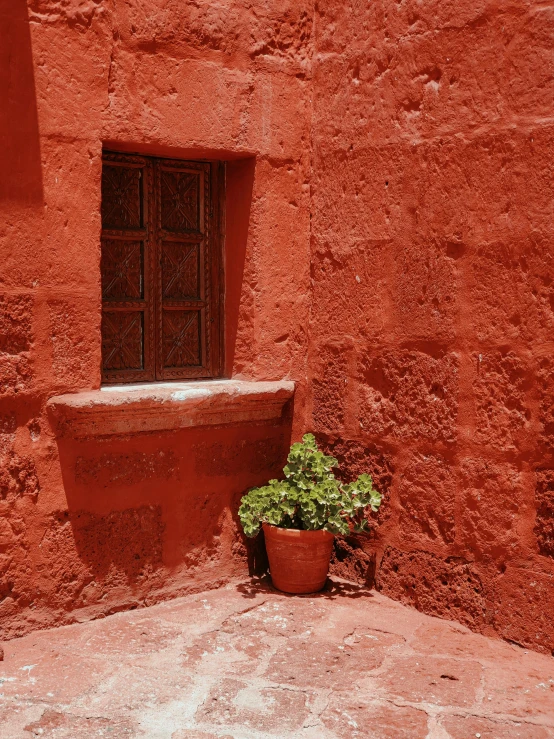 a small potted plant sitting on the curb in front of a window