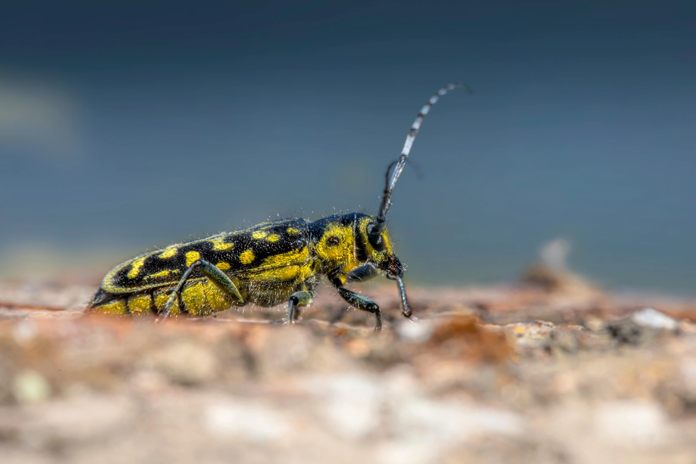 a bright yellow and black bug on a ground