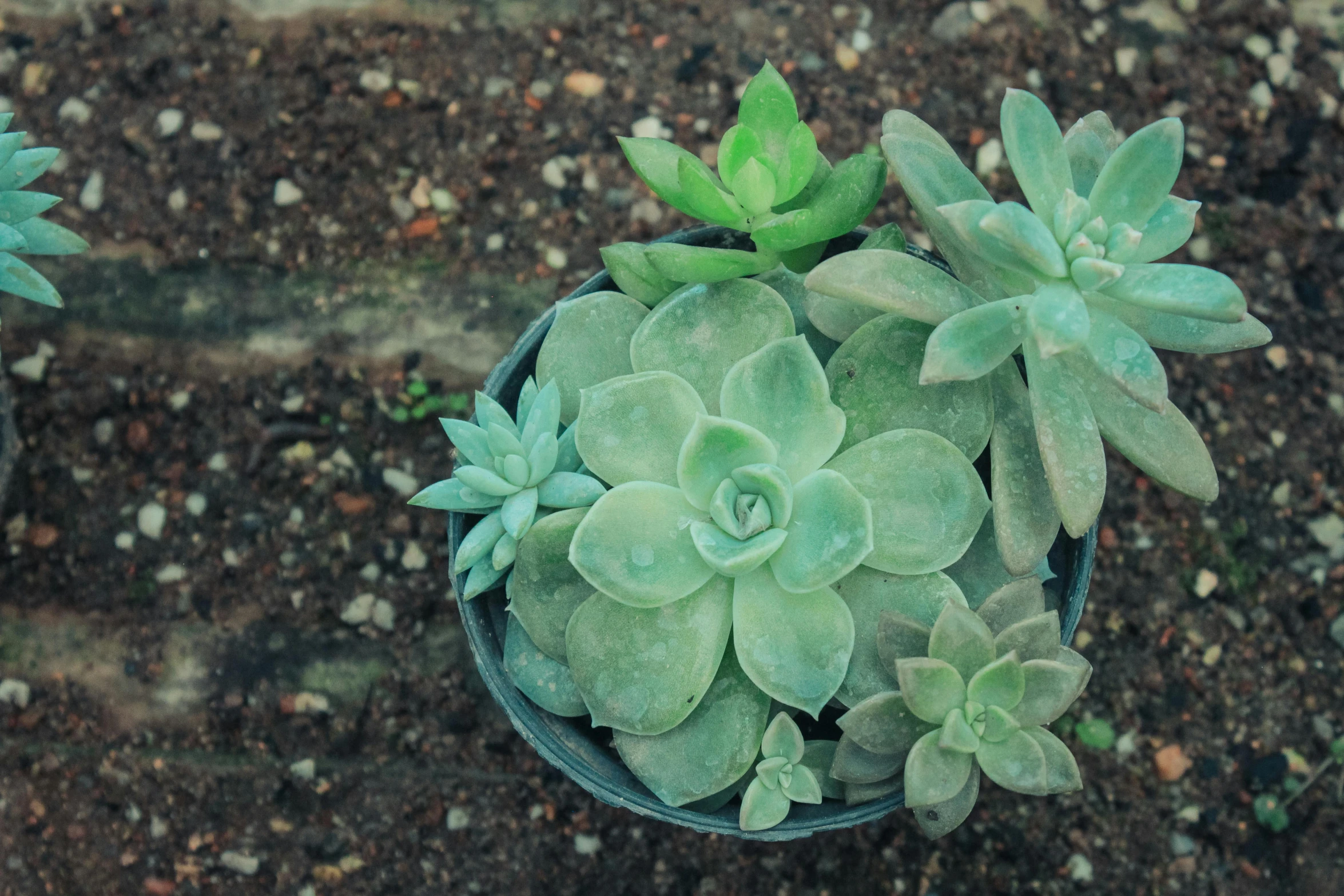 a small cactus is sitting in a pot