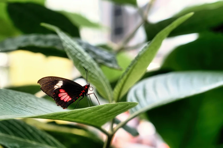 a single erfly is resting on the top of a green plant