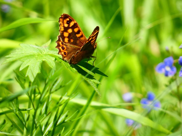 a brown and orange erfly sitting on top of some grass