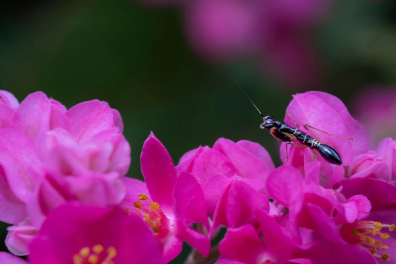 the insect is perched on a pink flower