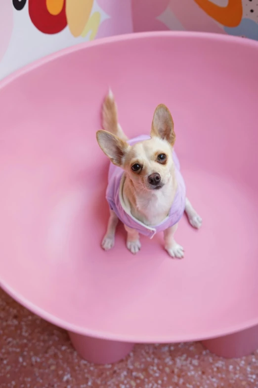 a small dog in a pink bowl with no face