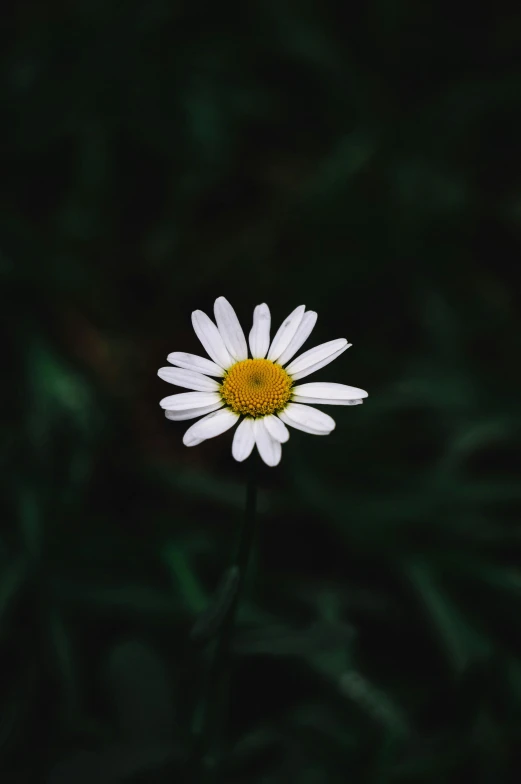 a single white flower sitting in the grass