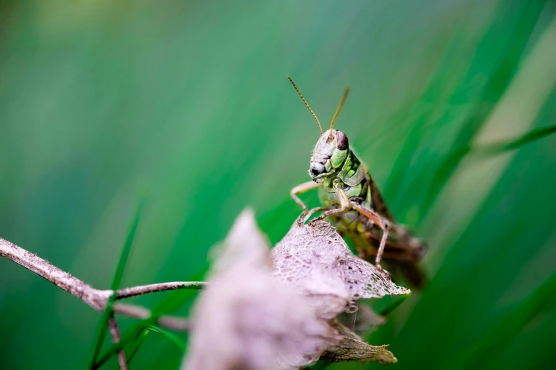 a grasshopper is resting on some green leaves