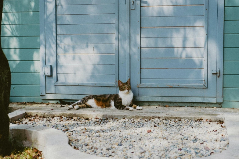 a cat is sitting on the curb by a door