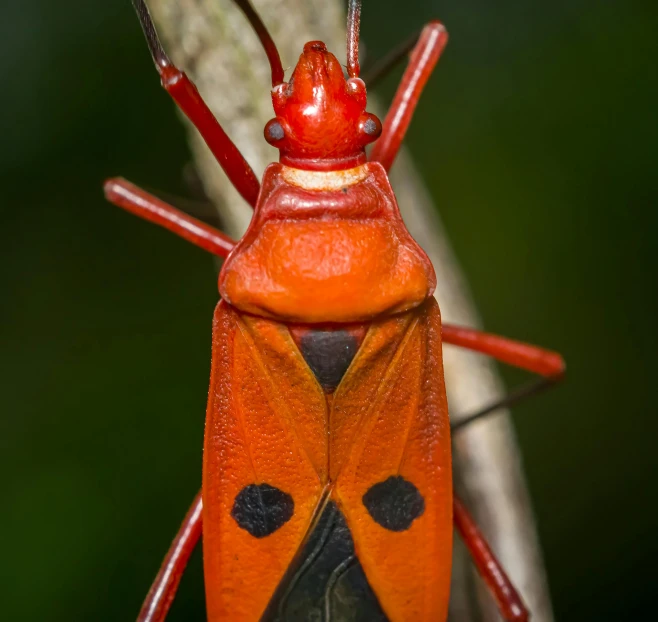 the orange erfly is standing on the nch