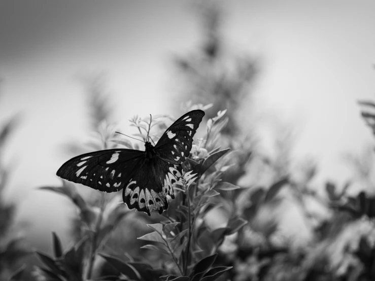 black and white pograph of erfly sitting on top of plant