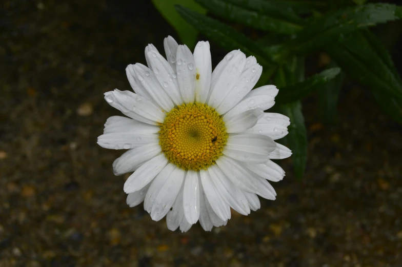 closeup of a single flower with green leaves in the background